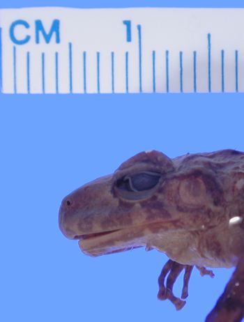Media type: image; Herpetology A-17615